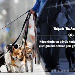 Köpek Bakıcılığı Ücretsiz Sertifikalı Eğitim